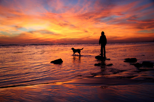 Dog on the beach during a sunset