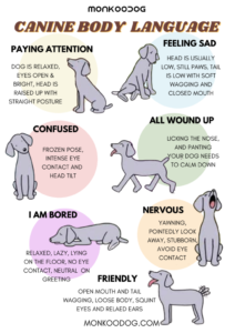 Reading a Dog's Body Language