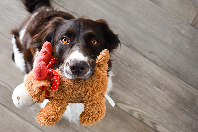 Dog holding his favorite toy